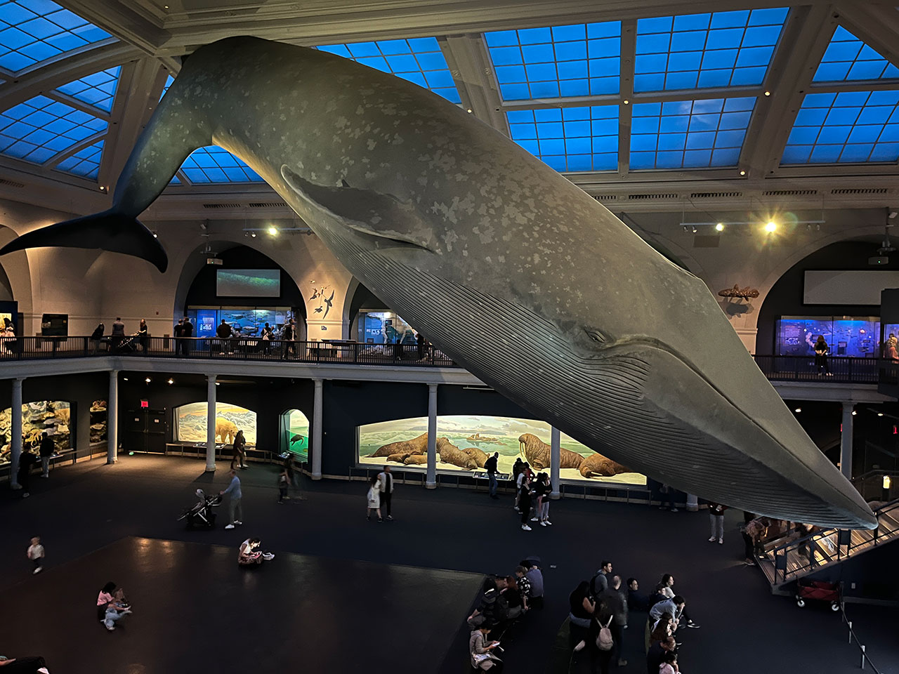 The American Museum of Natural History in New York: must-see treasures